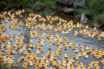 Duck Race 1992
